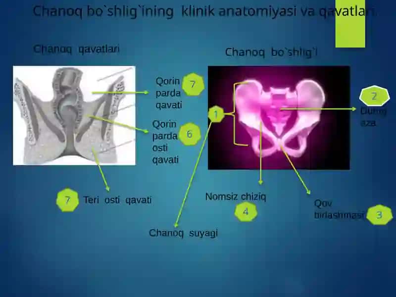 Chanoq sohasinin gklinikan atomiyasai 3