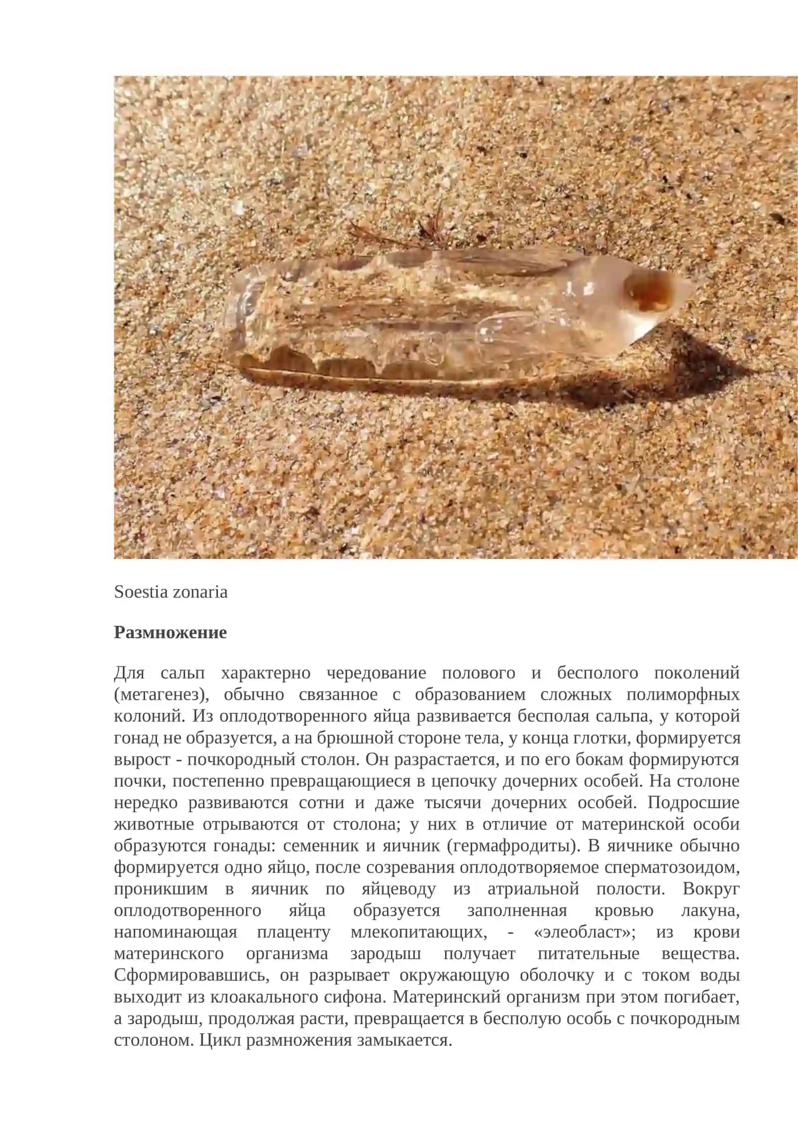 Сальпы (Thaliacea) 3
