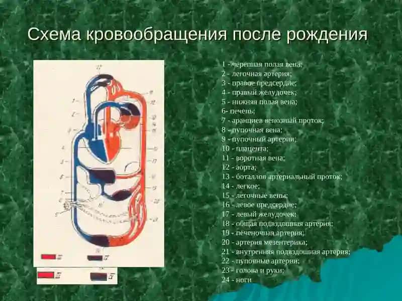 ШУМЫ В СЕРДЦЕ У ДЕТЕЙ 3