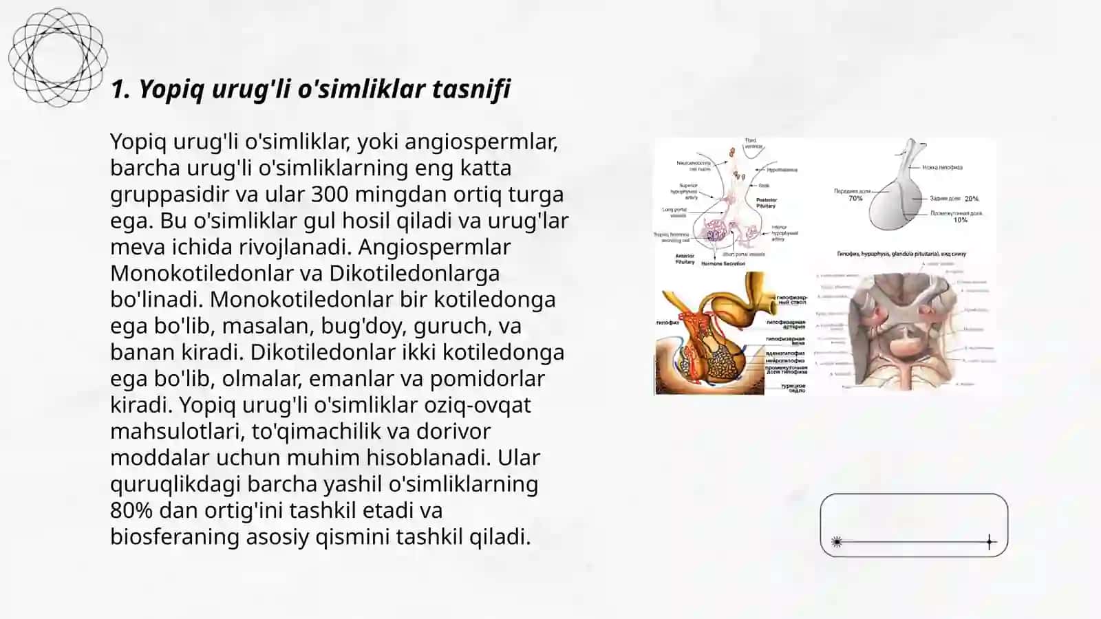 Yopiq urug'li o'simliklar tasnifi, gul tuzulishi va to'pgullar 3