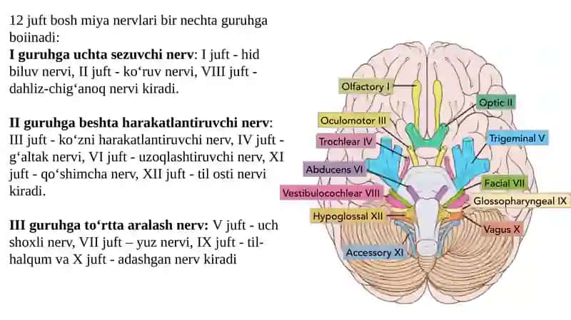 Bosh miya nervlarining hosil bo‘lishi. I, III, IV, VI, XI, XII juft bosh miya nervlari. 3