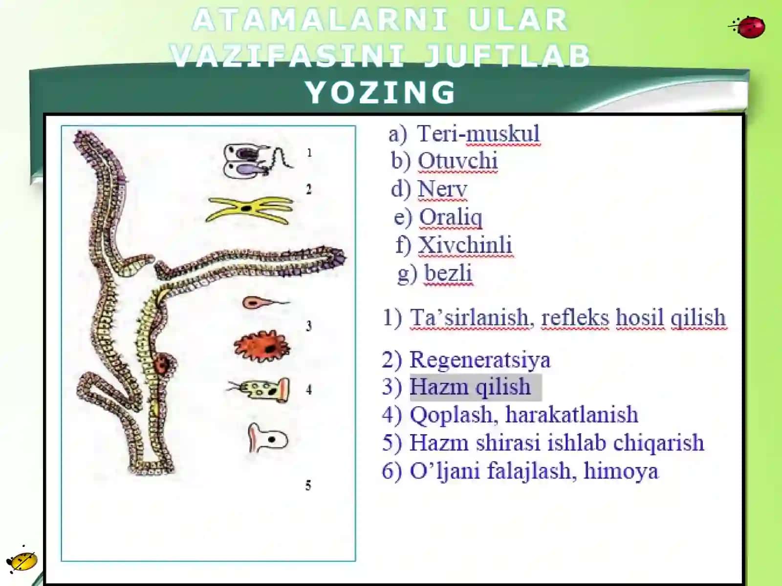 Yassi chuvalchanglar tipi:Kiprikli chuvalchanglar sinfi 3