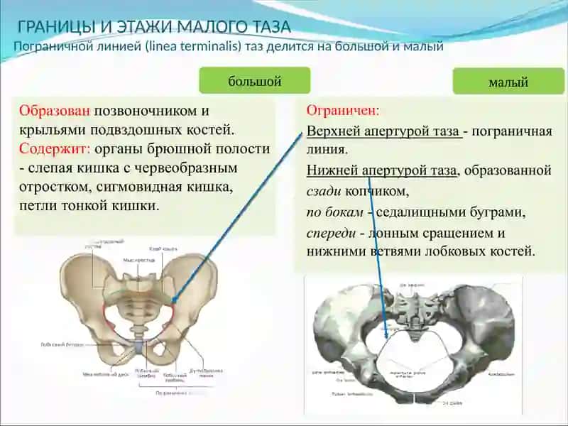Топографическая Анатомия и оперативная хирургия таза 3
