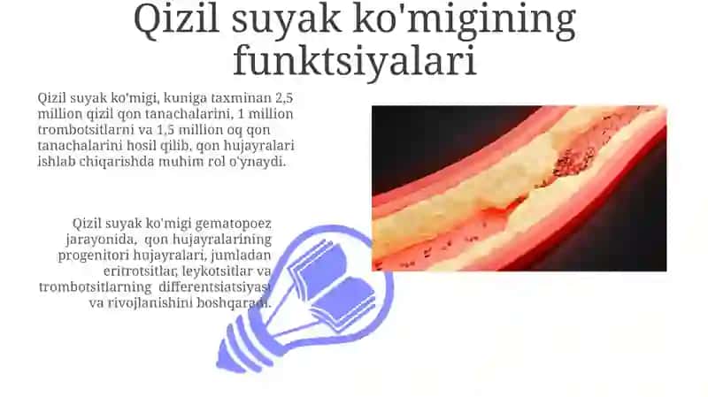 Qizil suyak ko'migining funktsiyalari 3
