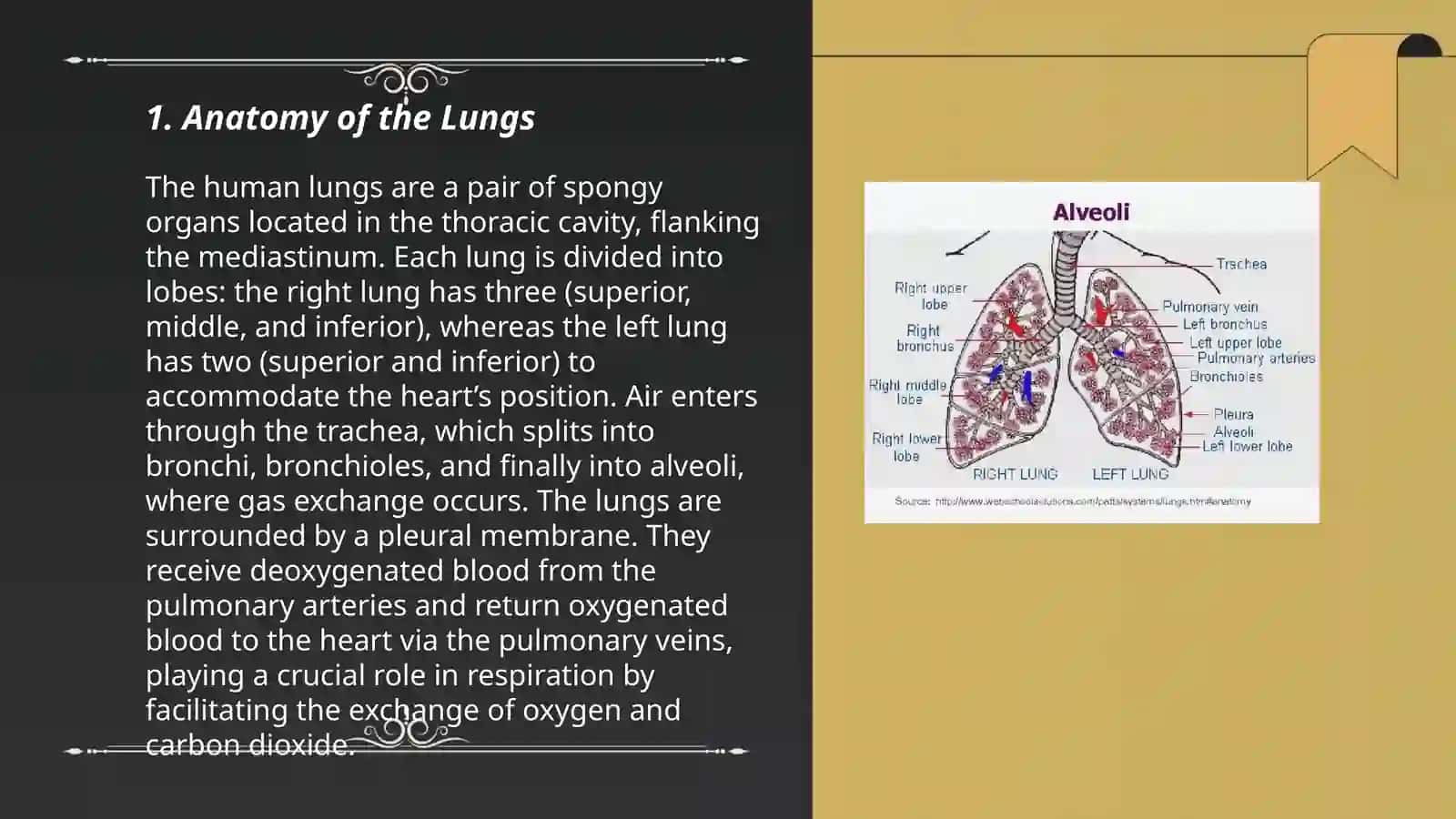 Lungs a pulmonary system by Maxamatqulov Davlat 3