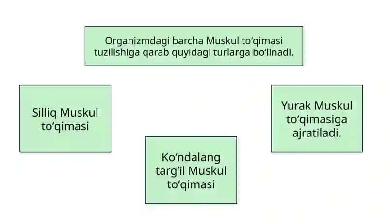 Yumshoq muskultoʻqimasining mexanik xossalari 3
