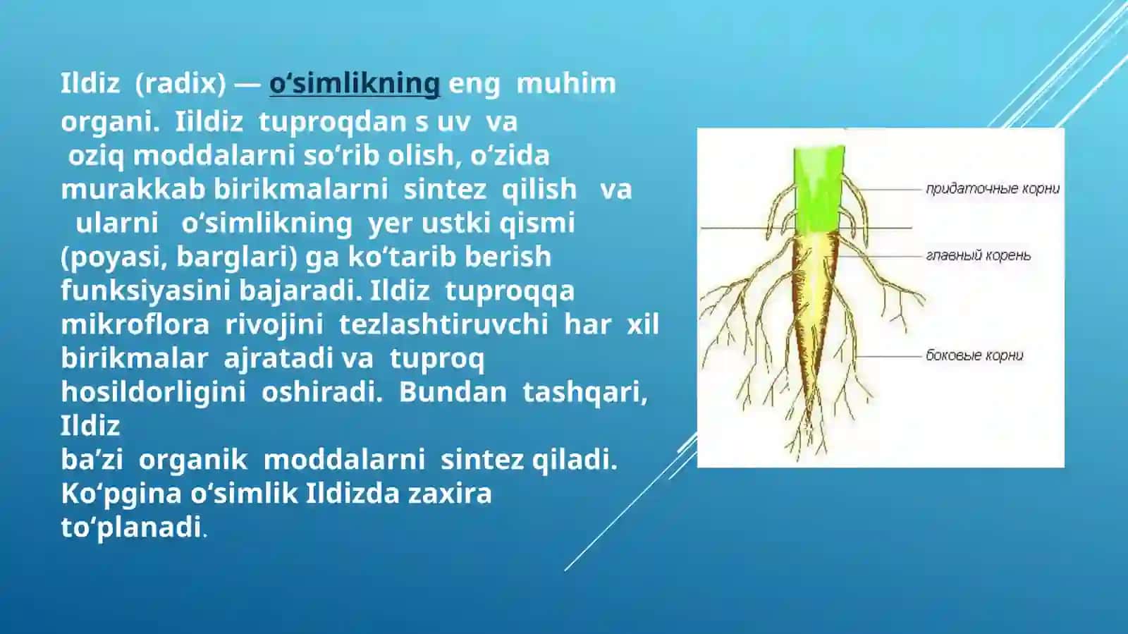 O'simliklarning ildiz tizimi: tiplari, tuzilishi, va funksiyalari 3