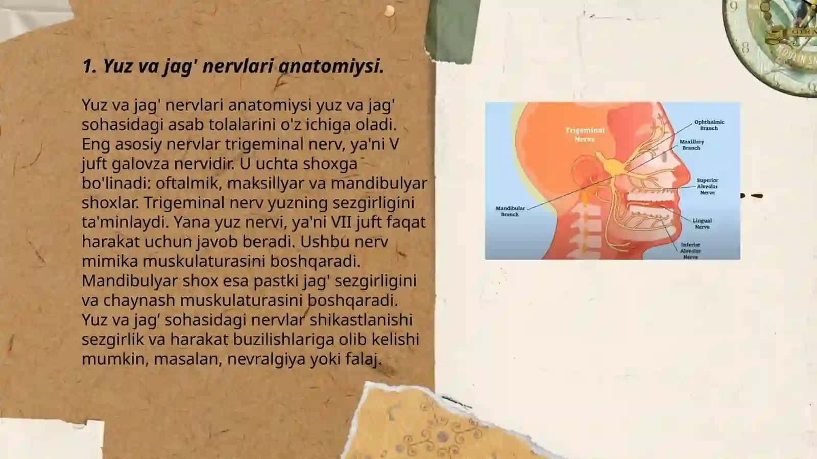 Yuz va jag' nervlari (Trigeminal nevralgiya) 3