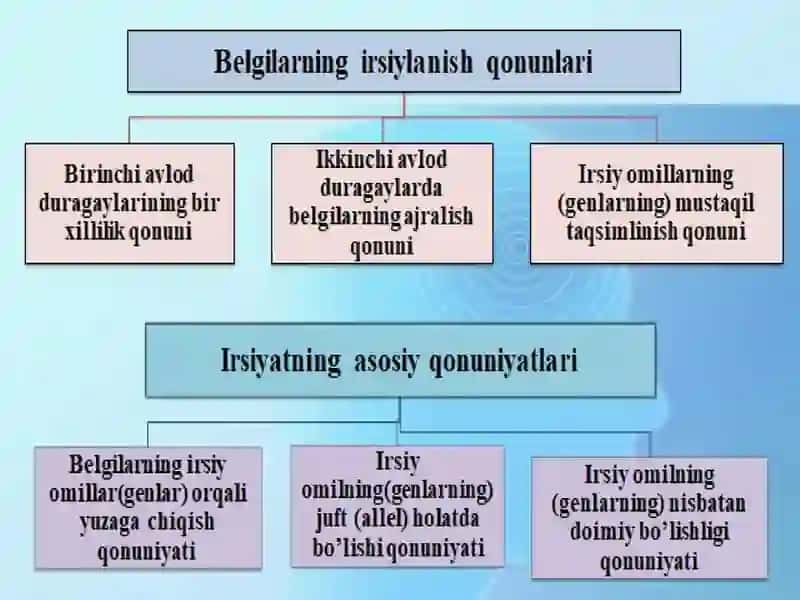 Mendelning I, II, III Qonuni 3