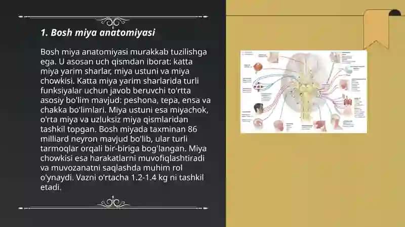 Bosh miya va oliy nerv sistemasi 3