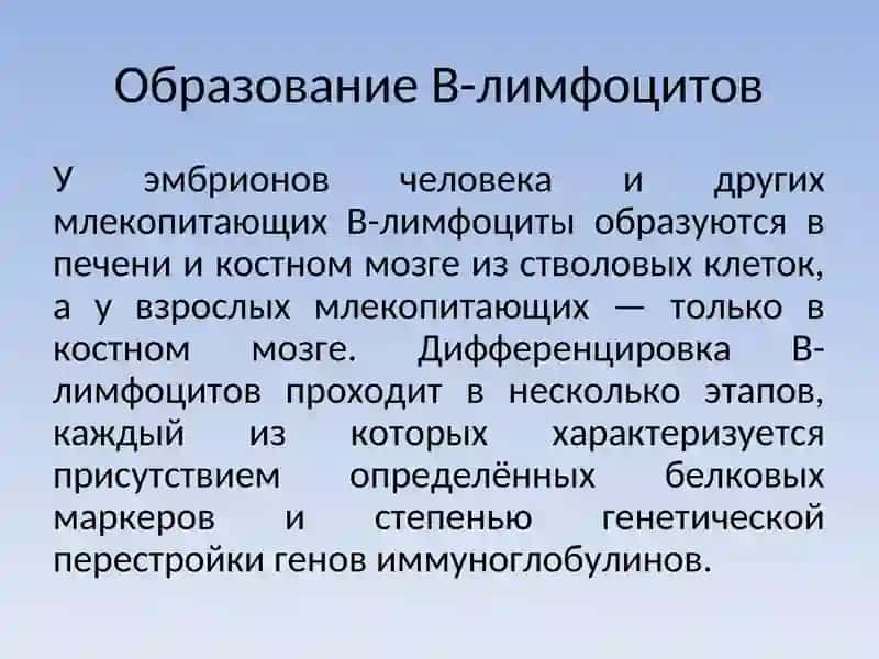 B-лимфоциты 3