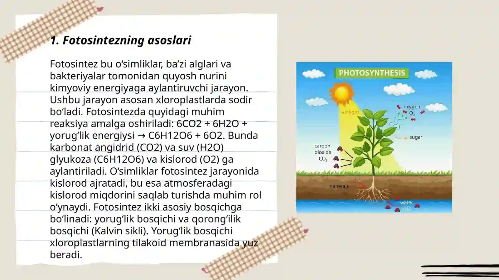 Fotosintez ekologiyasi 3
