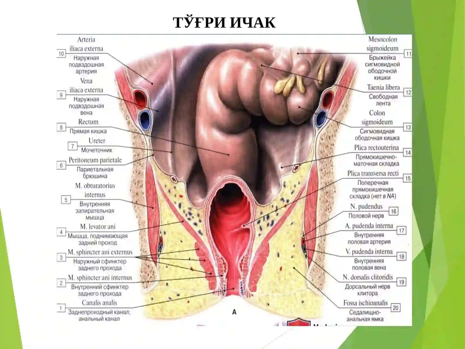 Тўғри ичак анатомияси 3