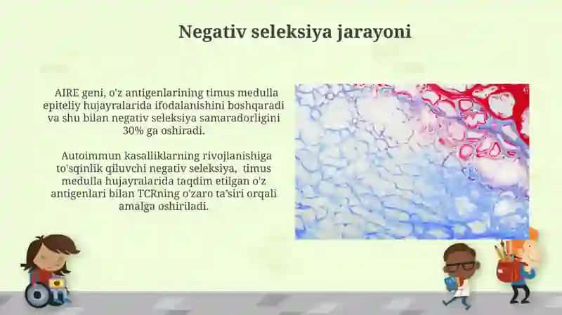 Timusdagi T-limfotsitlarning yetilish jarayoni (antigenga bog’liq bo’lmagan immunogenez) 3