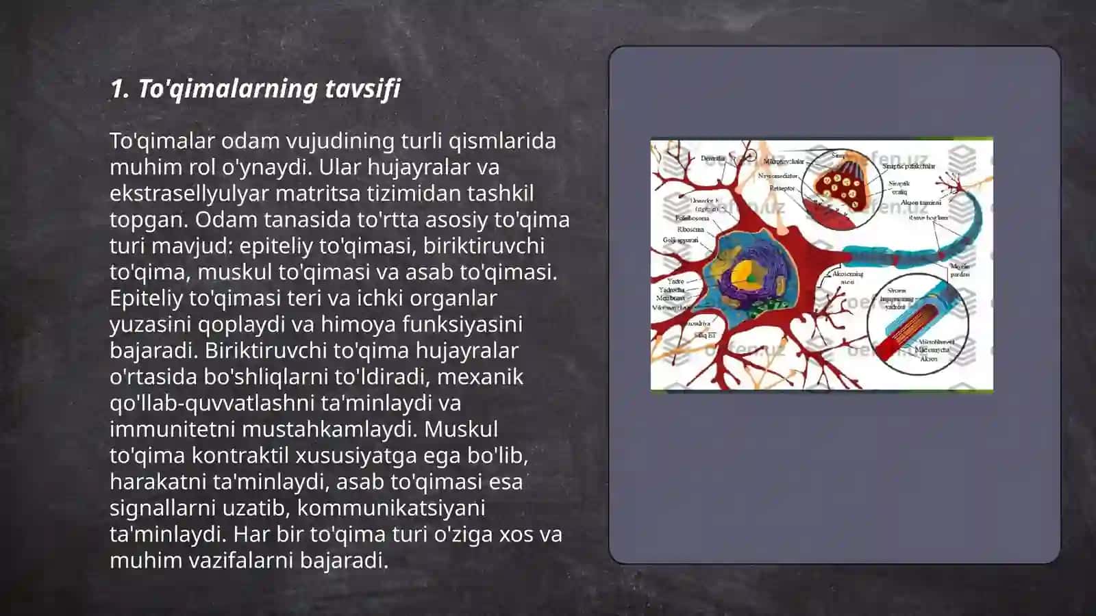 To'qimalar vu ularning turlari 3