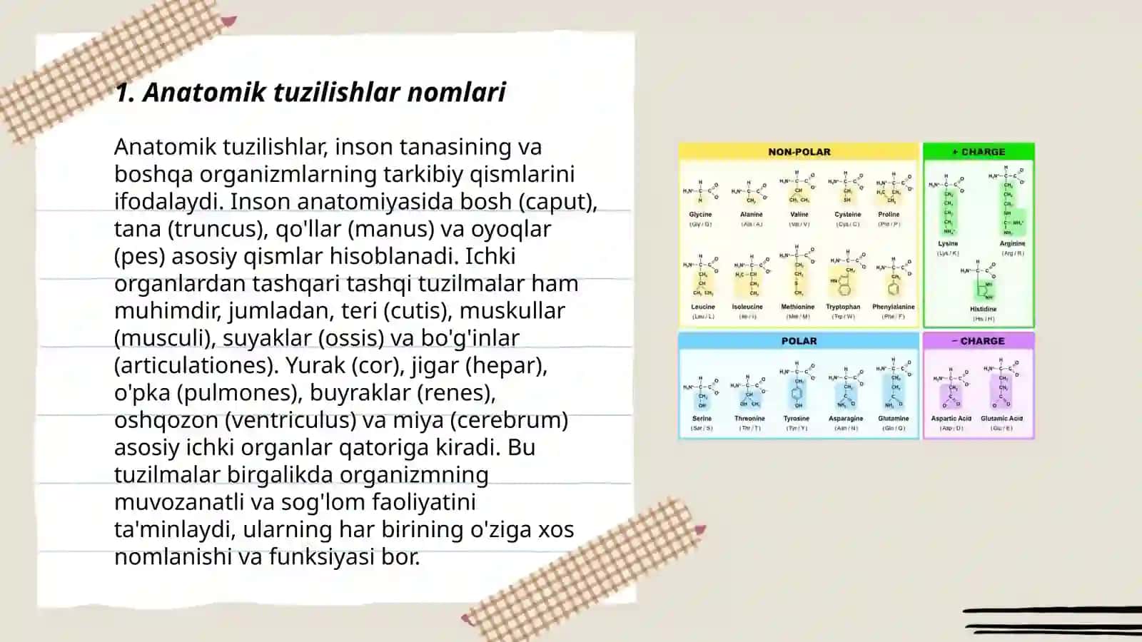 Anatomik va Gestalogik naminaklaturada tibbiyot terminlari 3