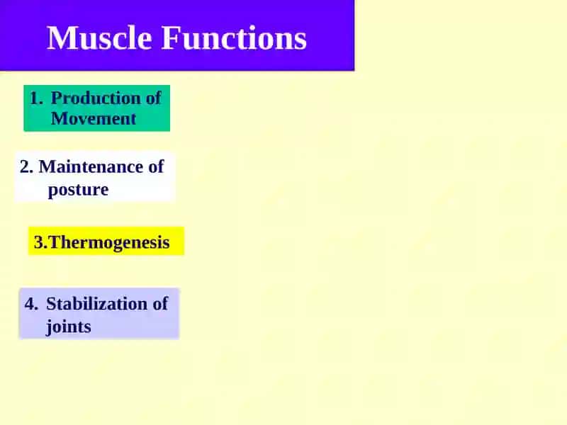 Muscular Tissue 3