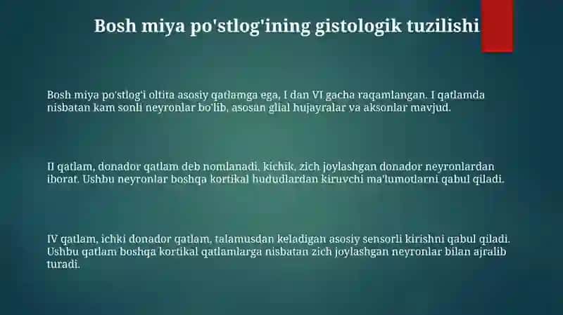 Bosh miya.po‘stloq.miyacha.bosh miya nervlari gistalogiyasi 3