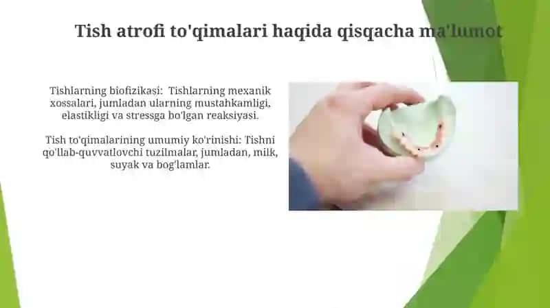 Tish atrofidagi to'qimalar: Anatomiya va fiziologiya 3