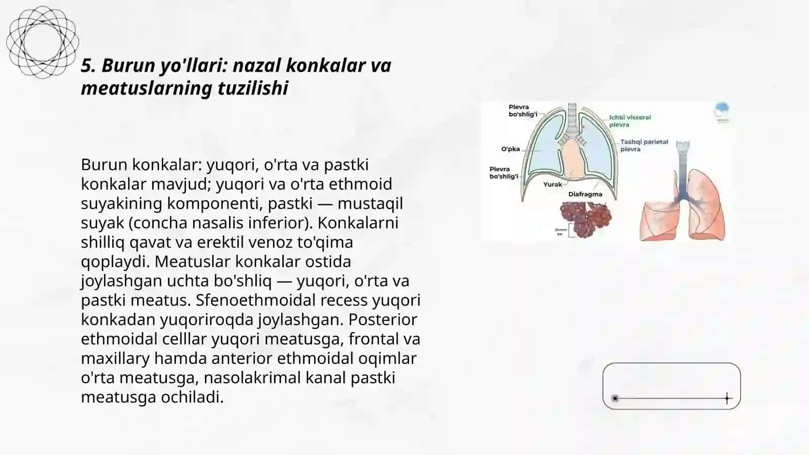 Kekirdak. O'pka: funsional va topografik anatomiyasi 3