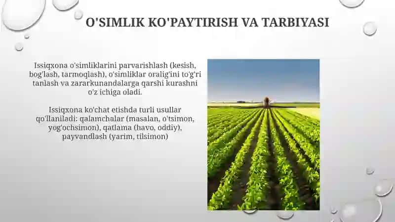 Tapiar usulida yaratilgan oʻsimliklarni parvarishlash 3