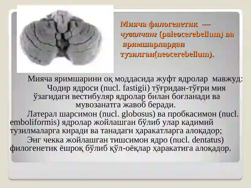 Мияча анатомияси, физиологияси, зарарланиш белгилари 3