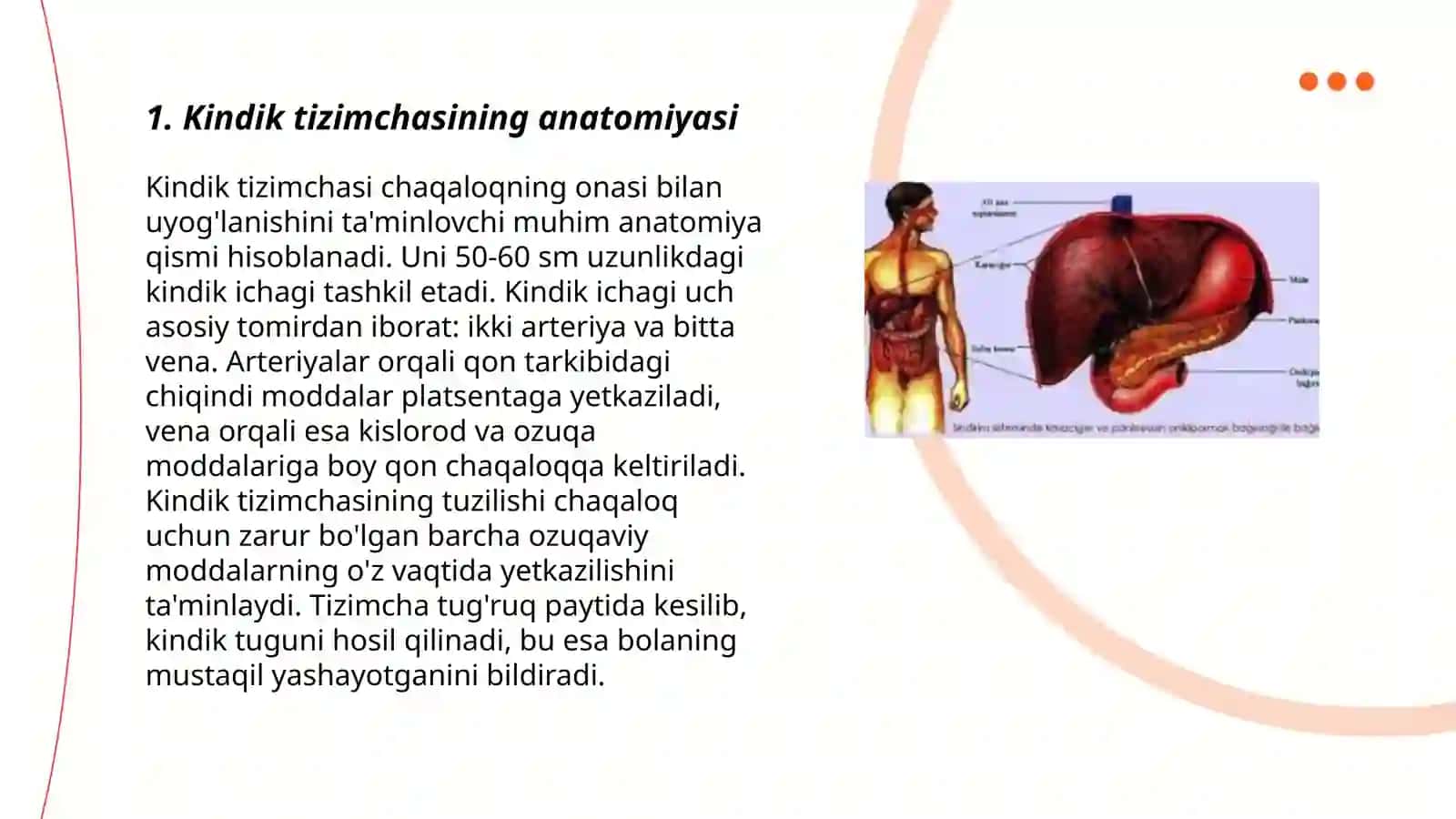 Kindik tizimchasining anatomiyasi 3