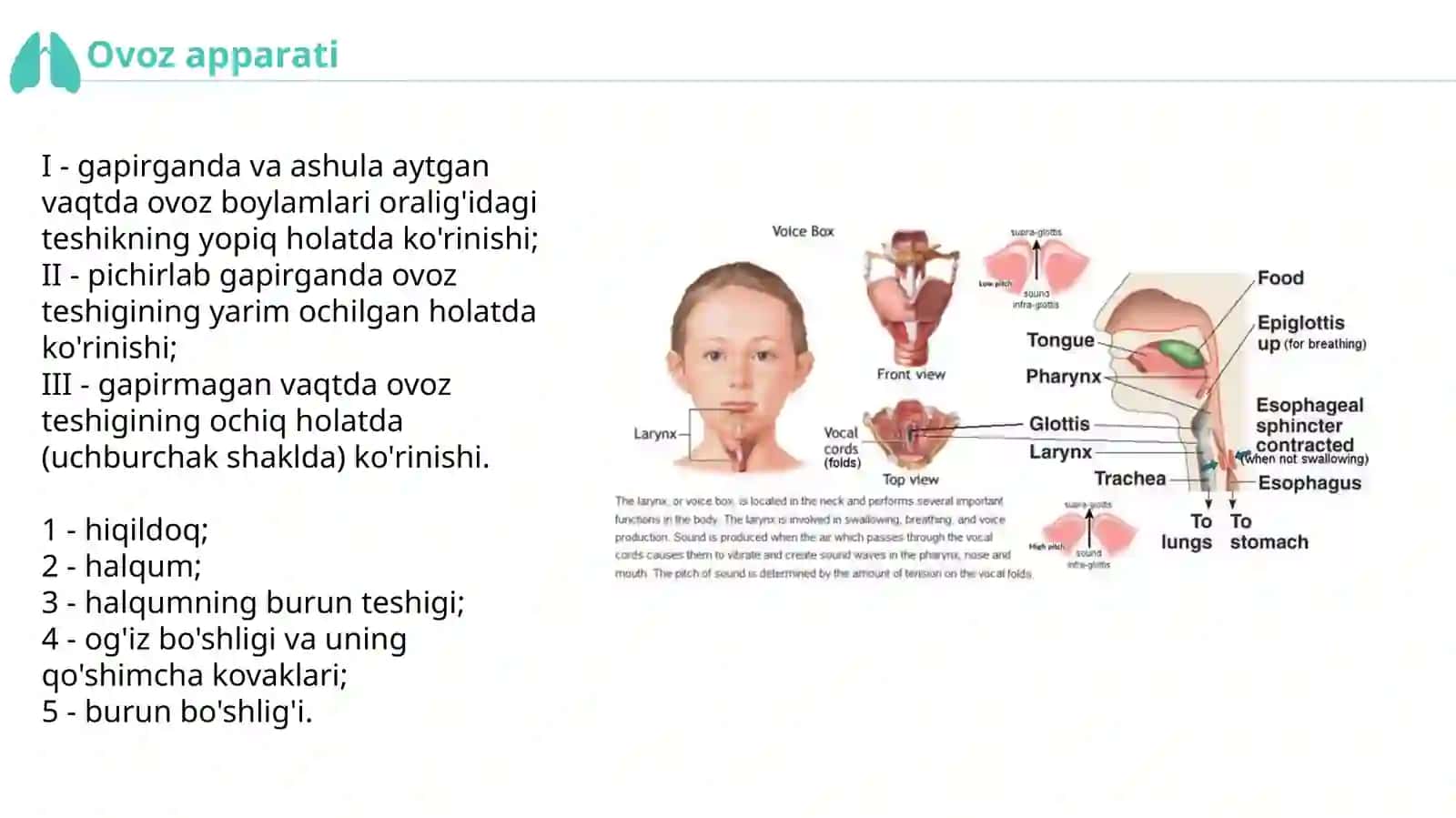 Nafas olish va jinsiy sistema ontogenezi 3