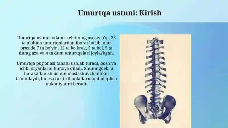 Umurtqa pogʻonasi suyaklari va koʻkrak qafasi suyaklari 3