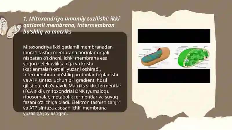 Mitoxondriya va plastida,sentrosoma,mikronaychalarning tuzilishi 3