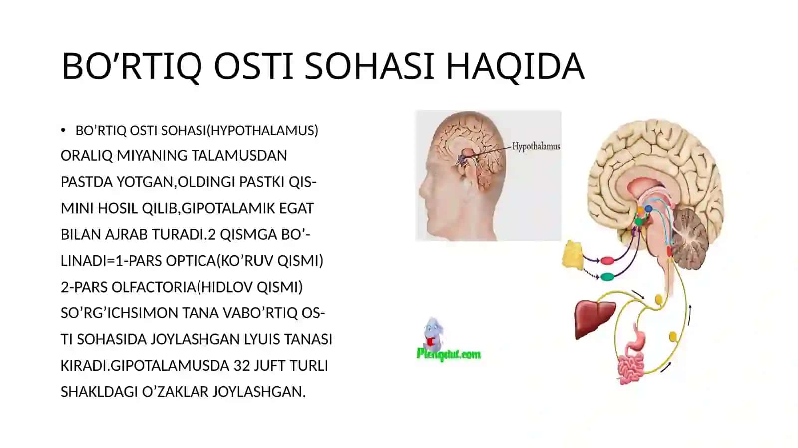 ORALIQ MIYA (GIPOTALAMUS) III-QORINCHA,YOSHGA QARAB O’ZGARISHI 3