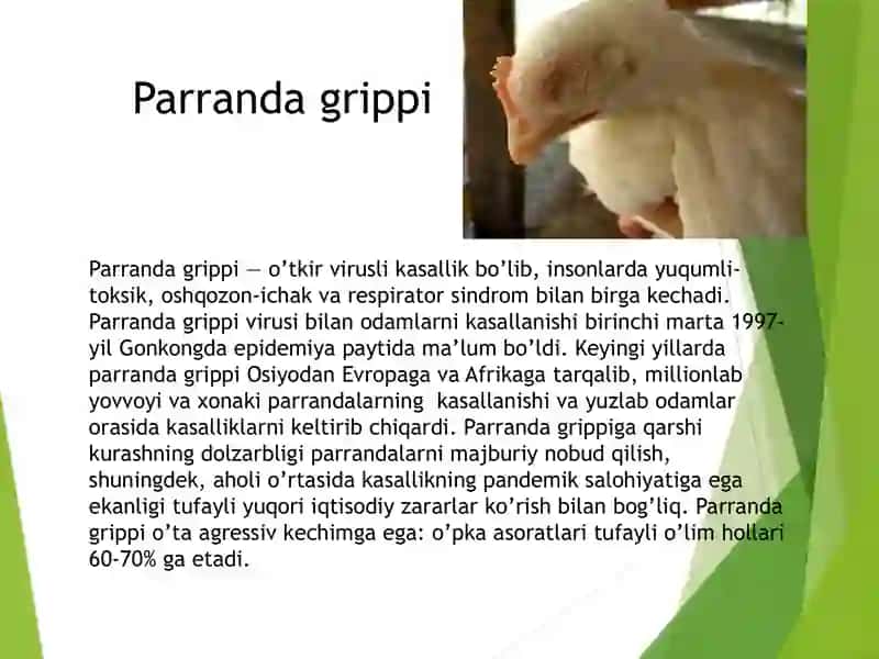 Parranda grippi 3