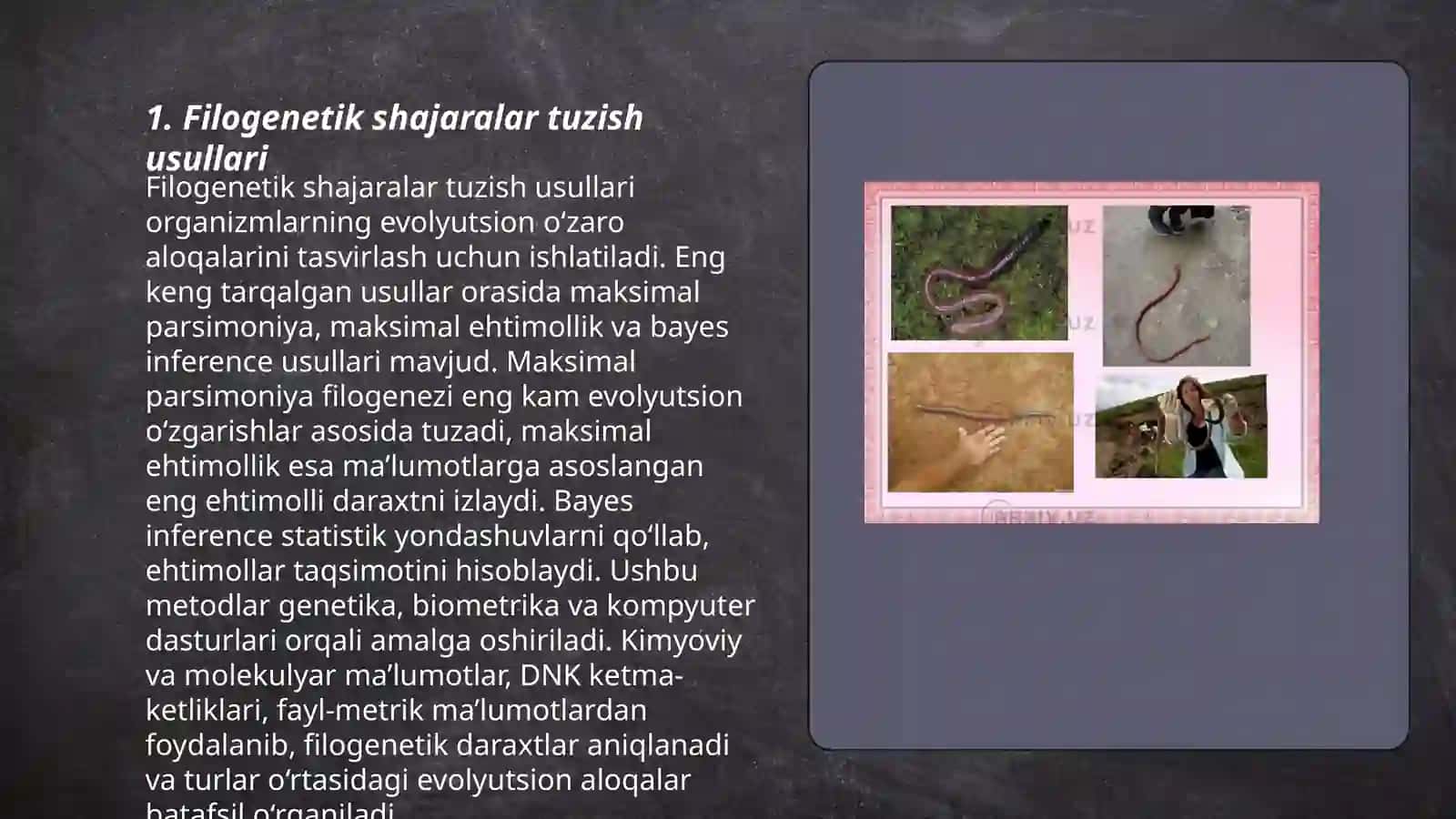 Genlarning filogenetik shinjirlarini organish 3