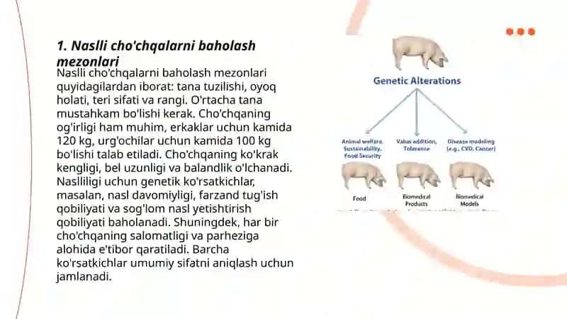 Naslli erkak choʻchqalarni bonitirovka qilish 3