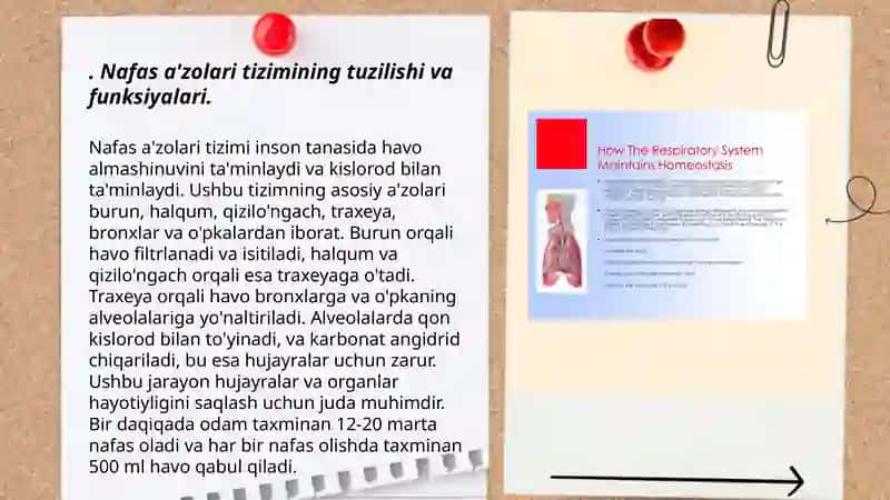 Nafas a'zolari tizimi 3