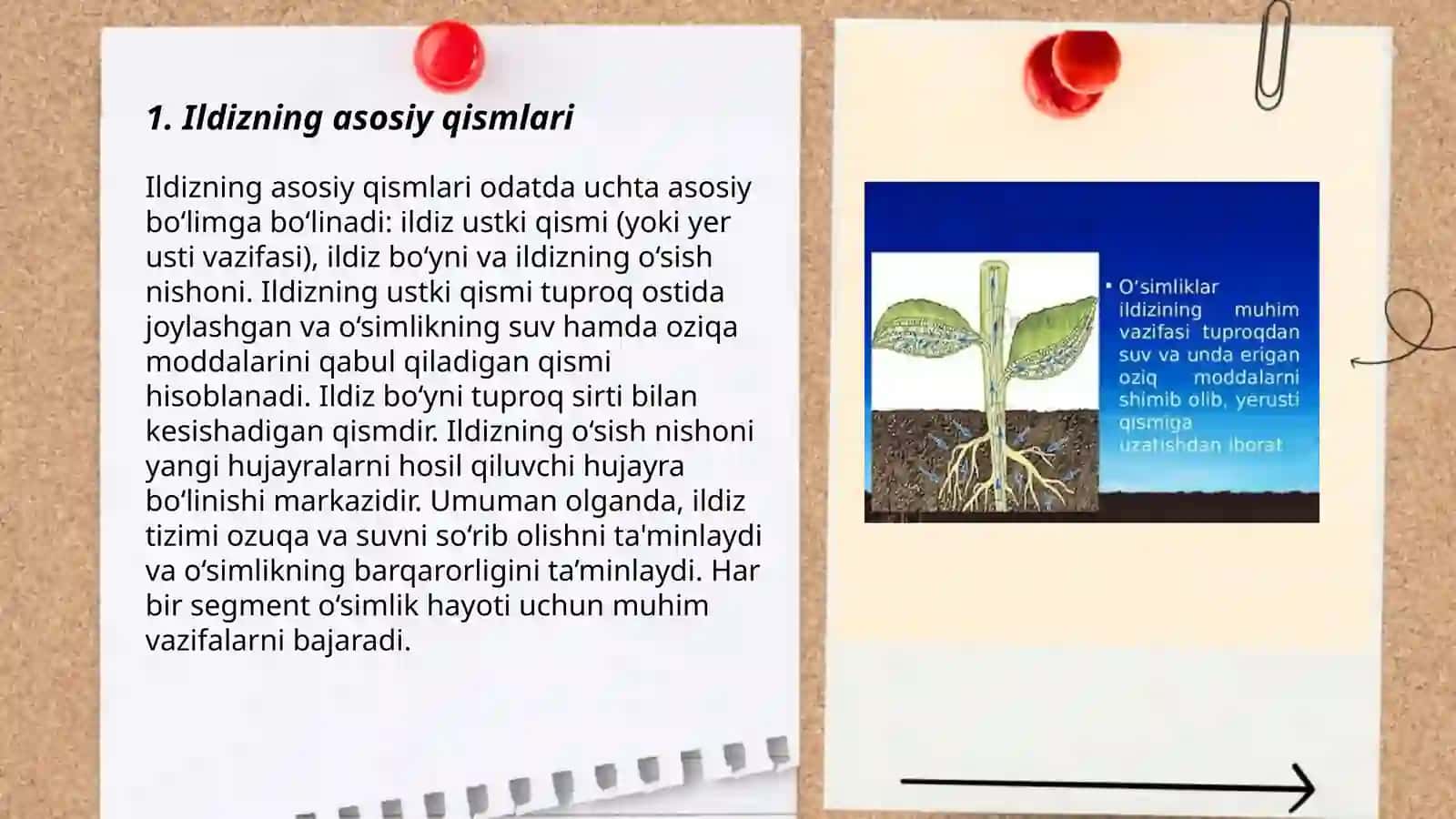 Ildiz tuzulishi turlari 3
