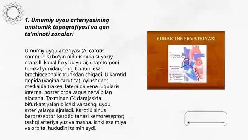 Umumiy tashqi va ichki uyqu arteriyasi tipografiyasi va tarmoqlanishi Turdaliyeva Mahliyo 3