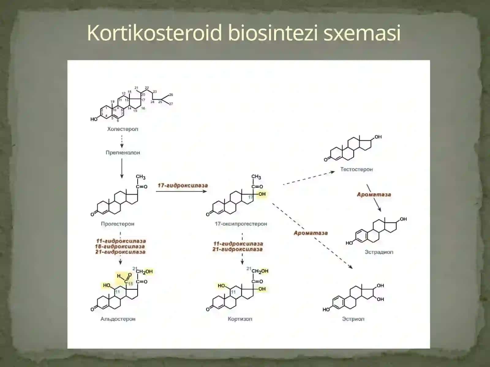 Buyrak usti bezlari 3