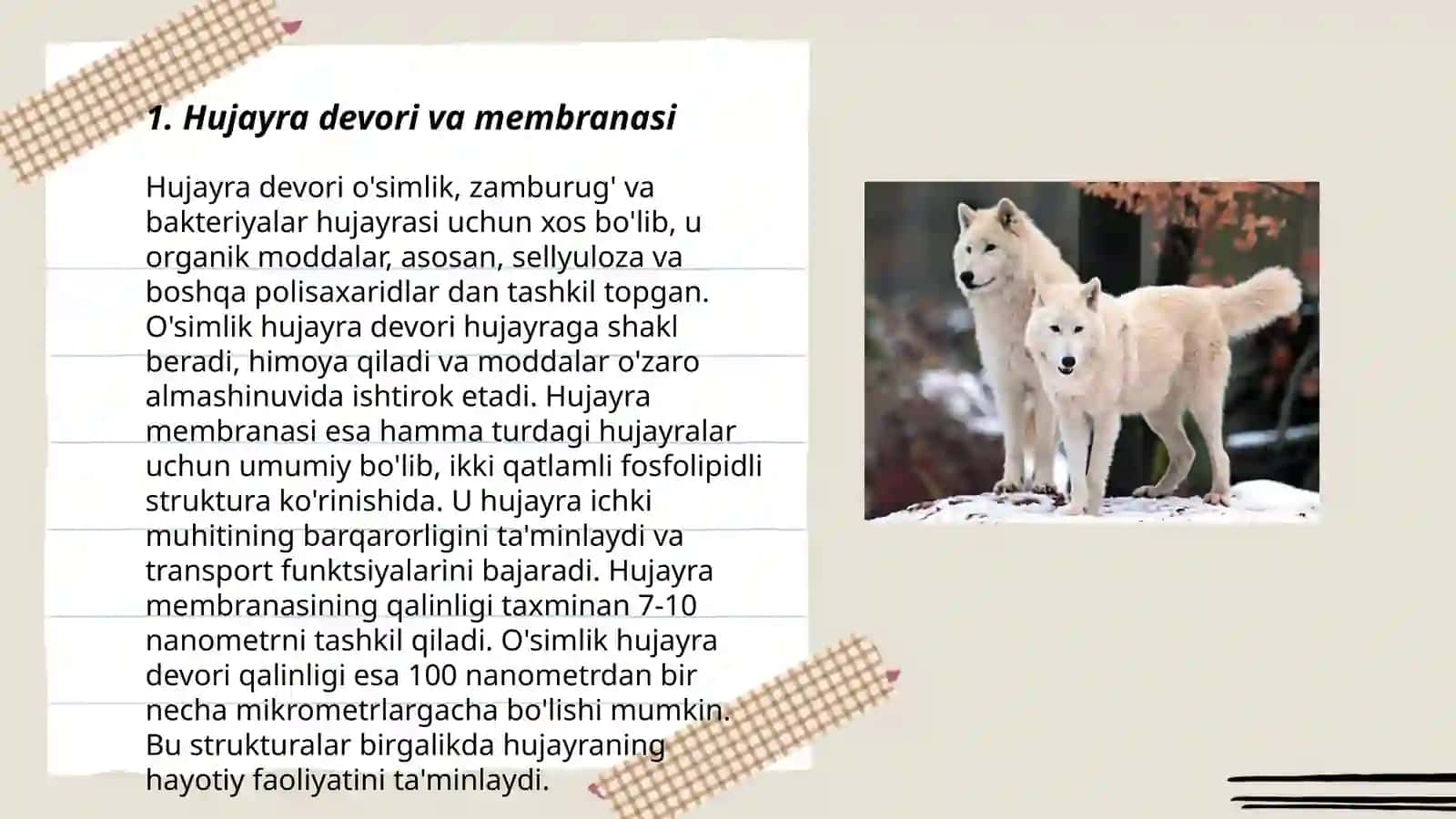 Hujayralar òrtasidagi òxshashlik va farqlar 3