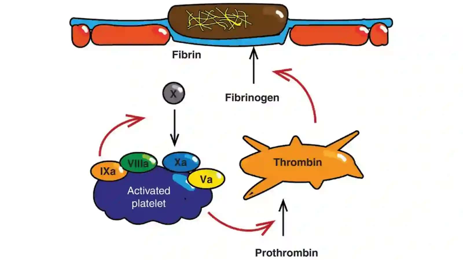 PROTEAZA FERMENTLARI 3