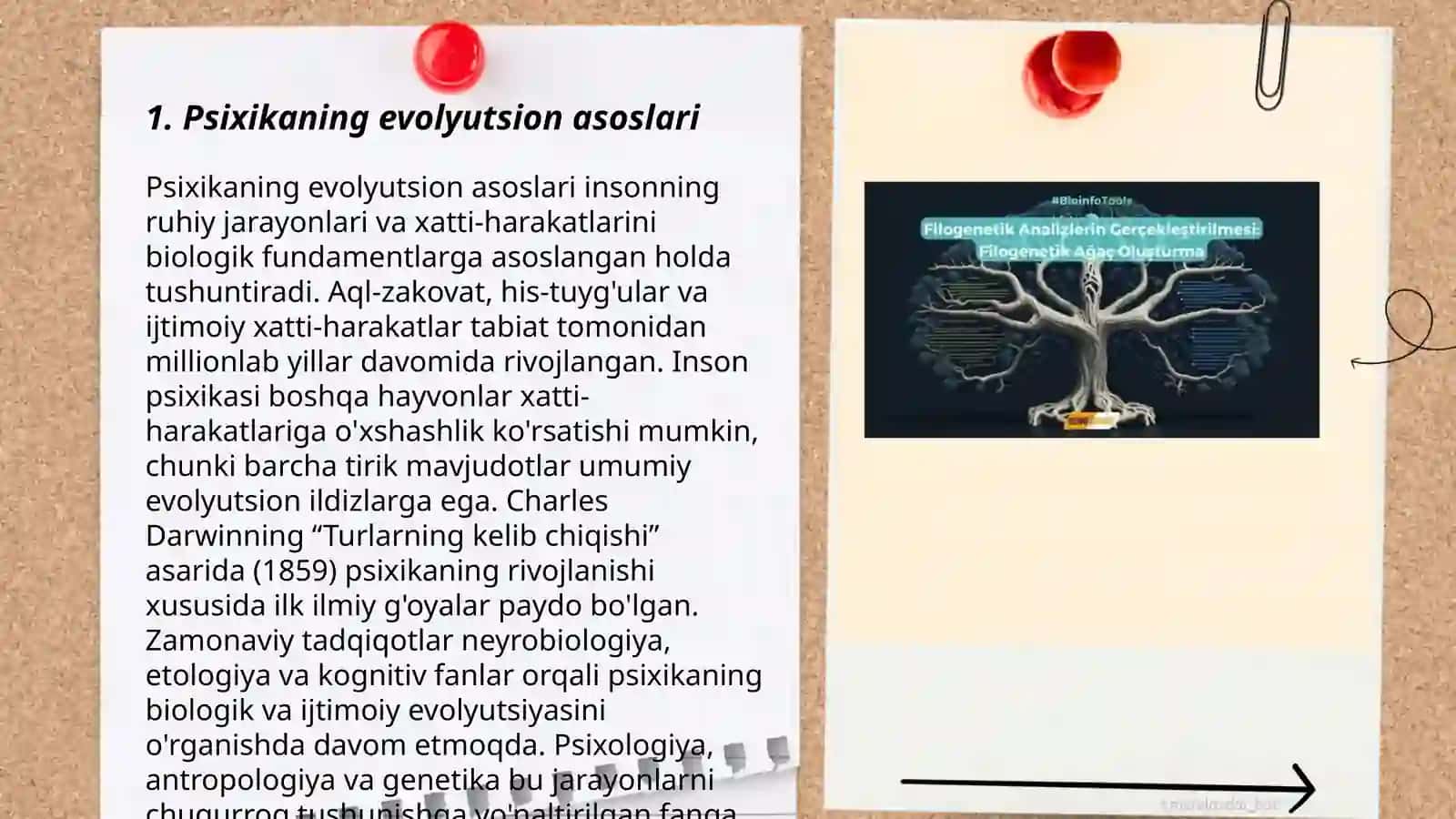 Psixikaning filogenetik taraqqiyoti 3