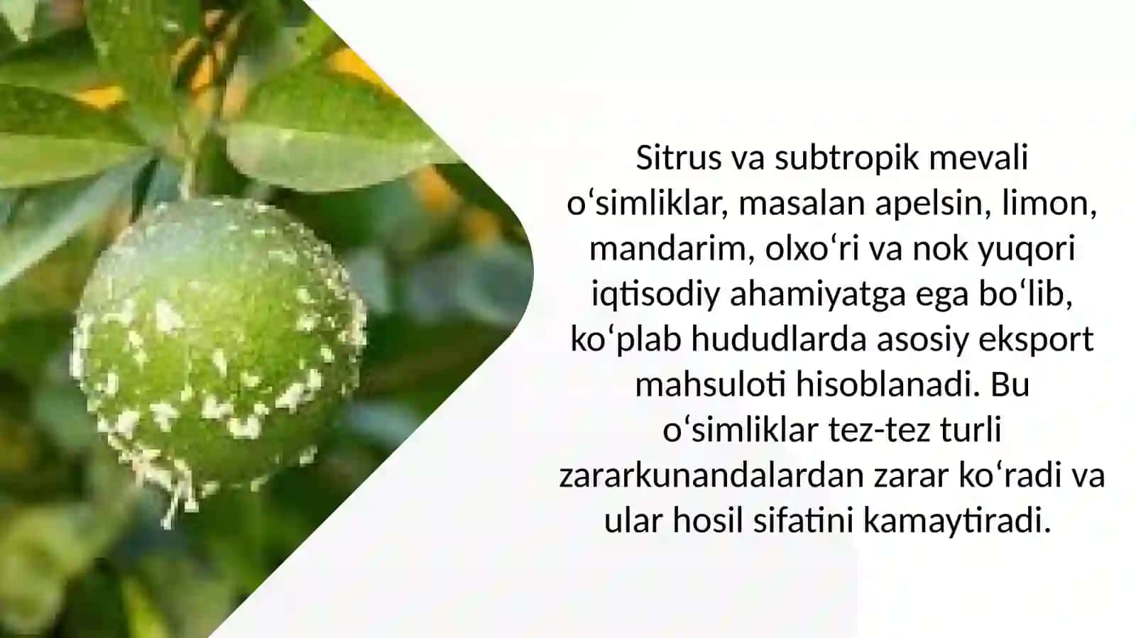 Sitrusvaboshqasubtropiko'simliklar zararkunandalarining entomafaglari 3