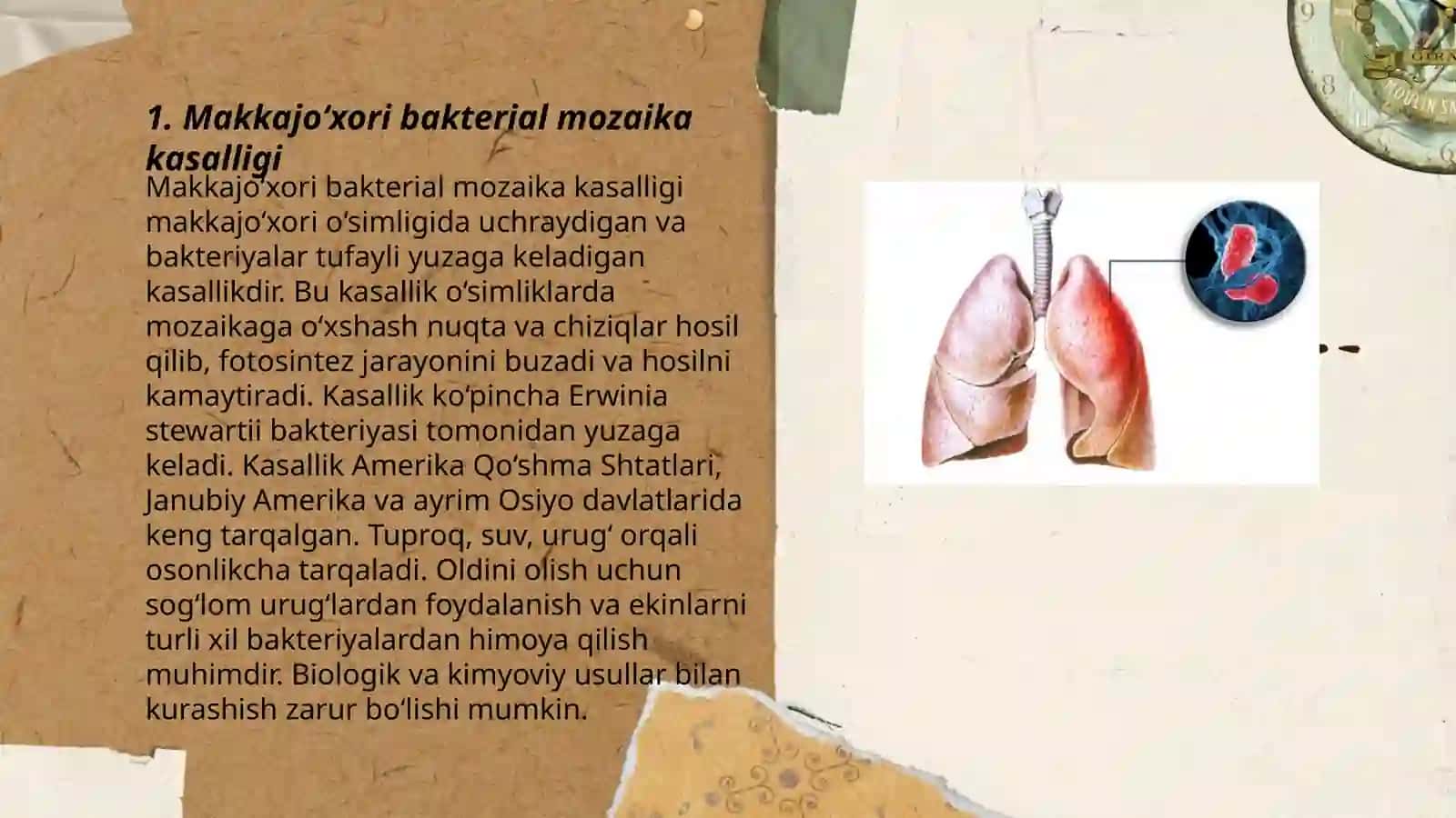 Makkajoʻxorining bakterial kasalliklari va ularga qarshi kurash choralari 3