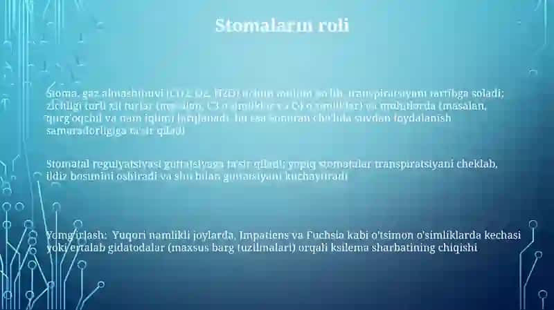 O'simliklarda guttatsiya hodisalarini o'rganish 3