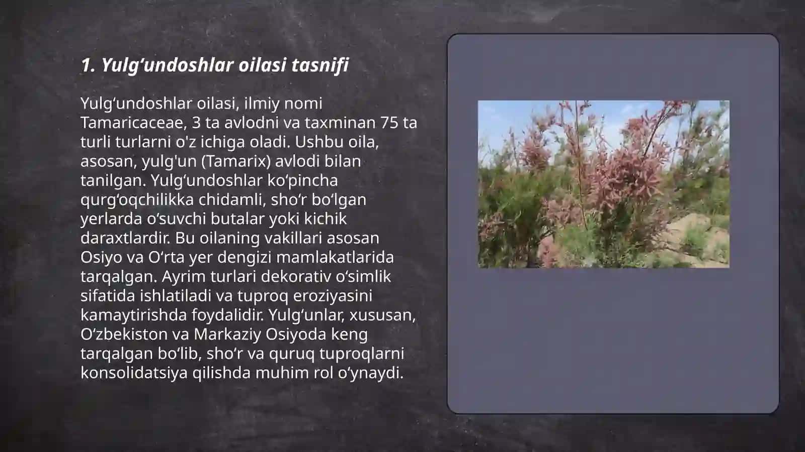 Yulgʻundoshlar oilasi 3