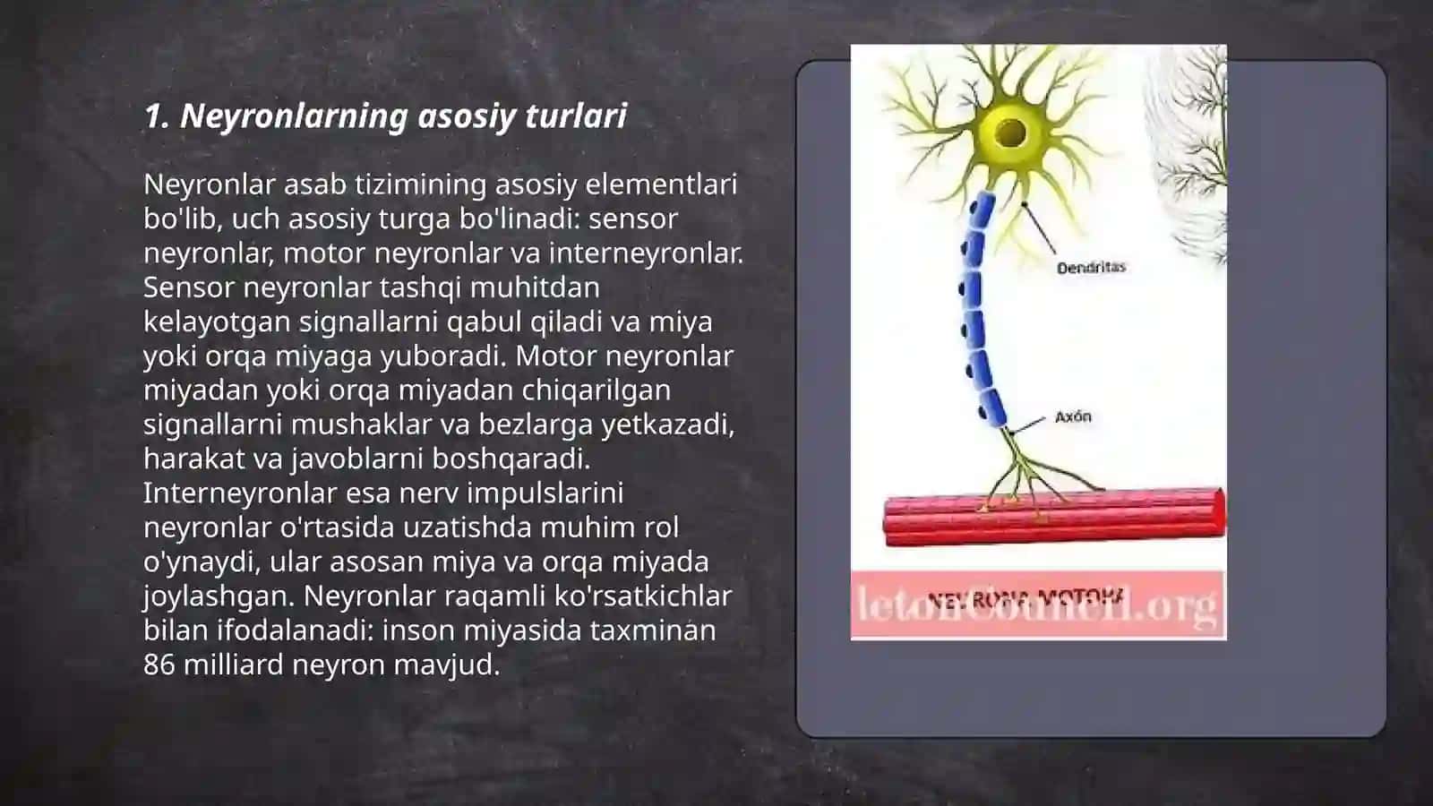 ORQA MIYANING HARAKATLANTIRUVCHI NEYRONLARINI TURLARI. ULARNING MORFOFUNKSIONAL XUSUSIYATLARI 3