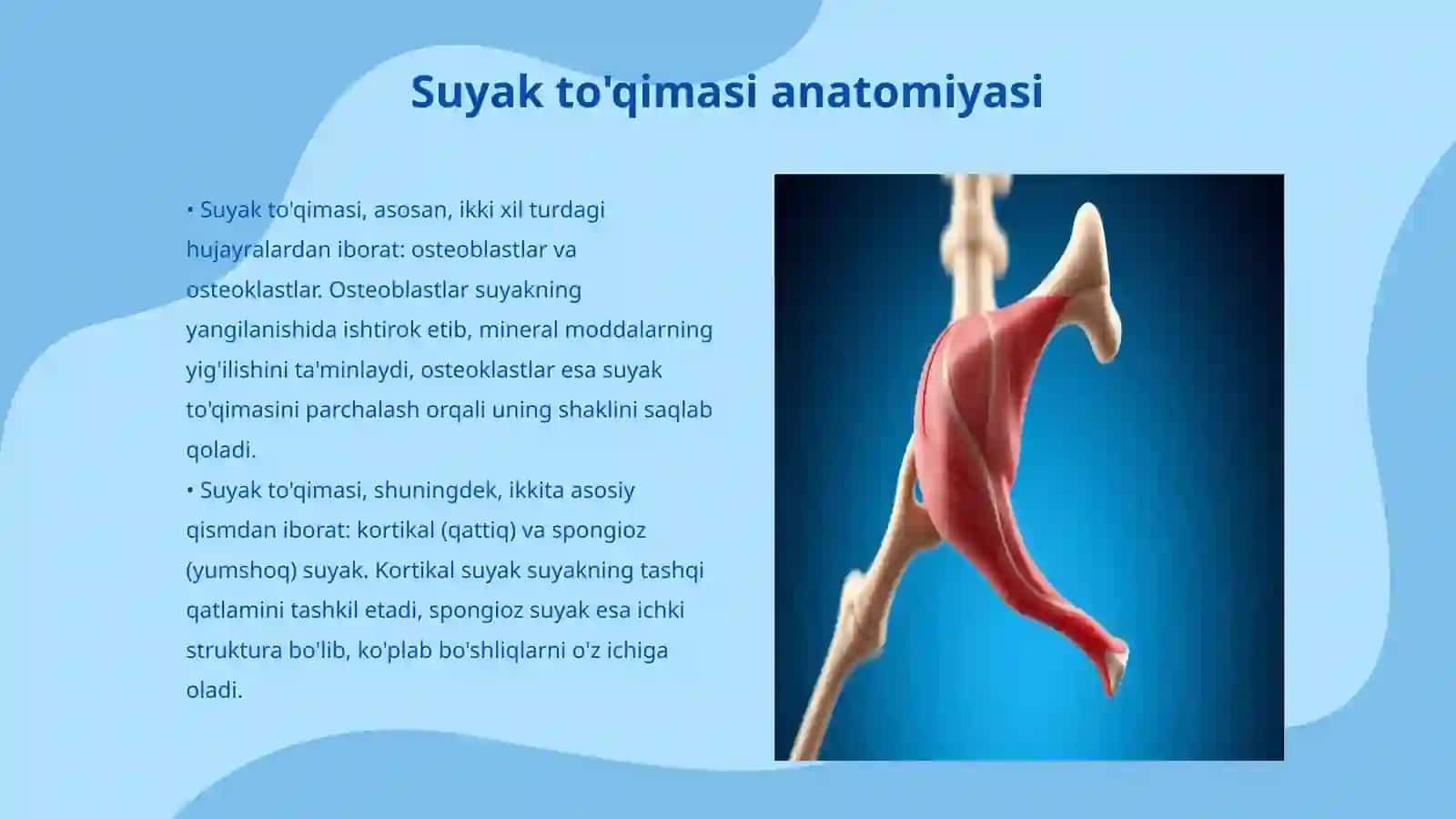 Suyak va muskul toʻqimasi haqida 3