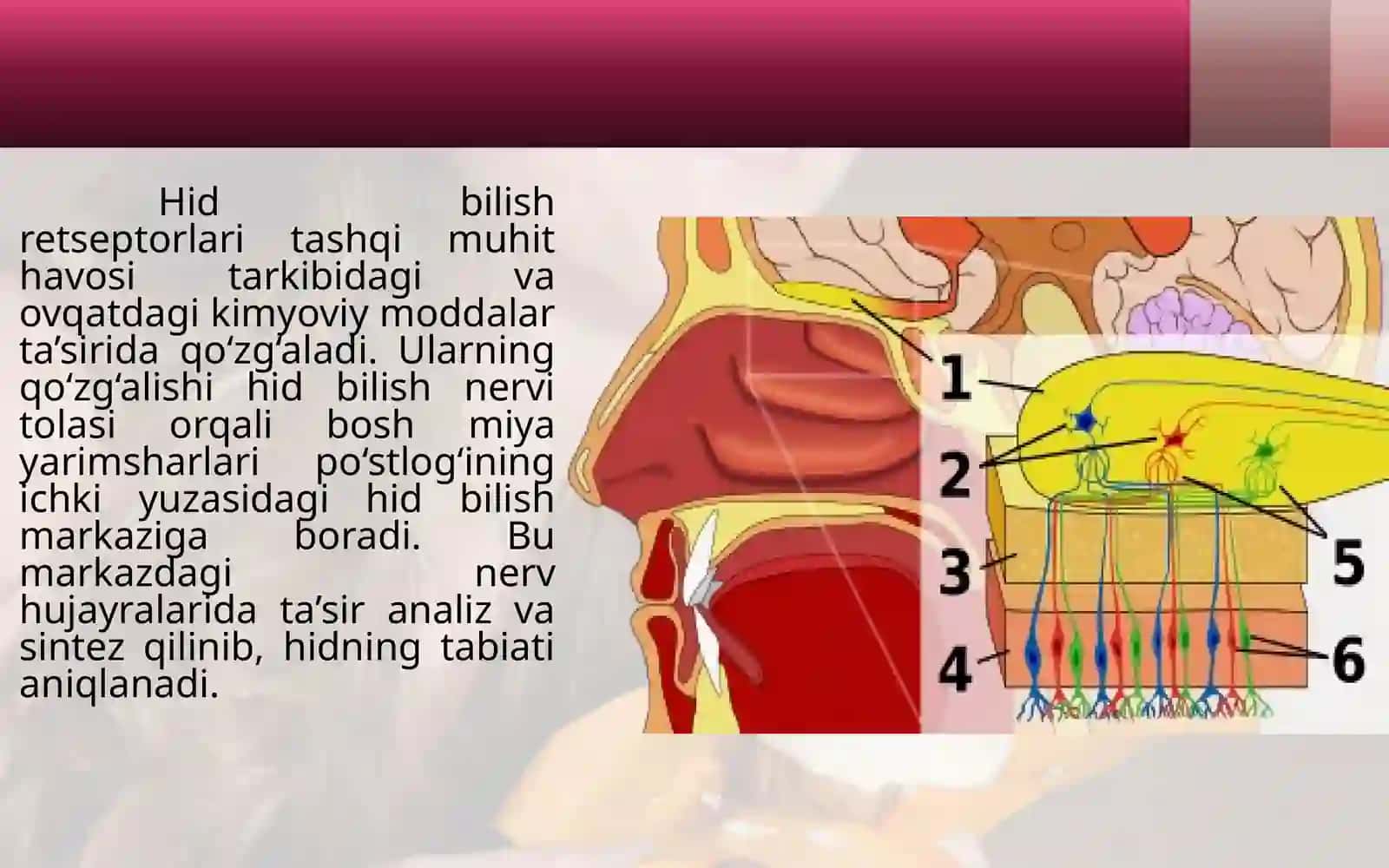 Hid va ta'm bilish organlari 3