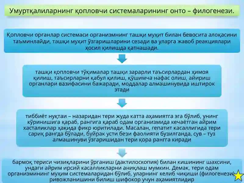 Онтофилогенезда одам органлар системасининг ривожланиши 3