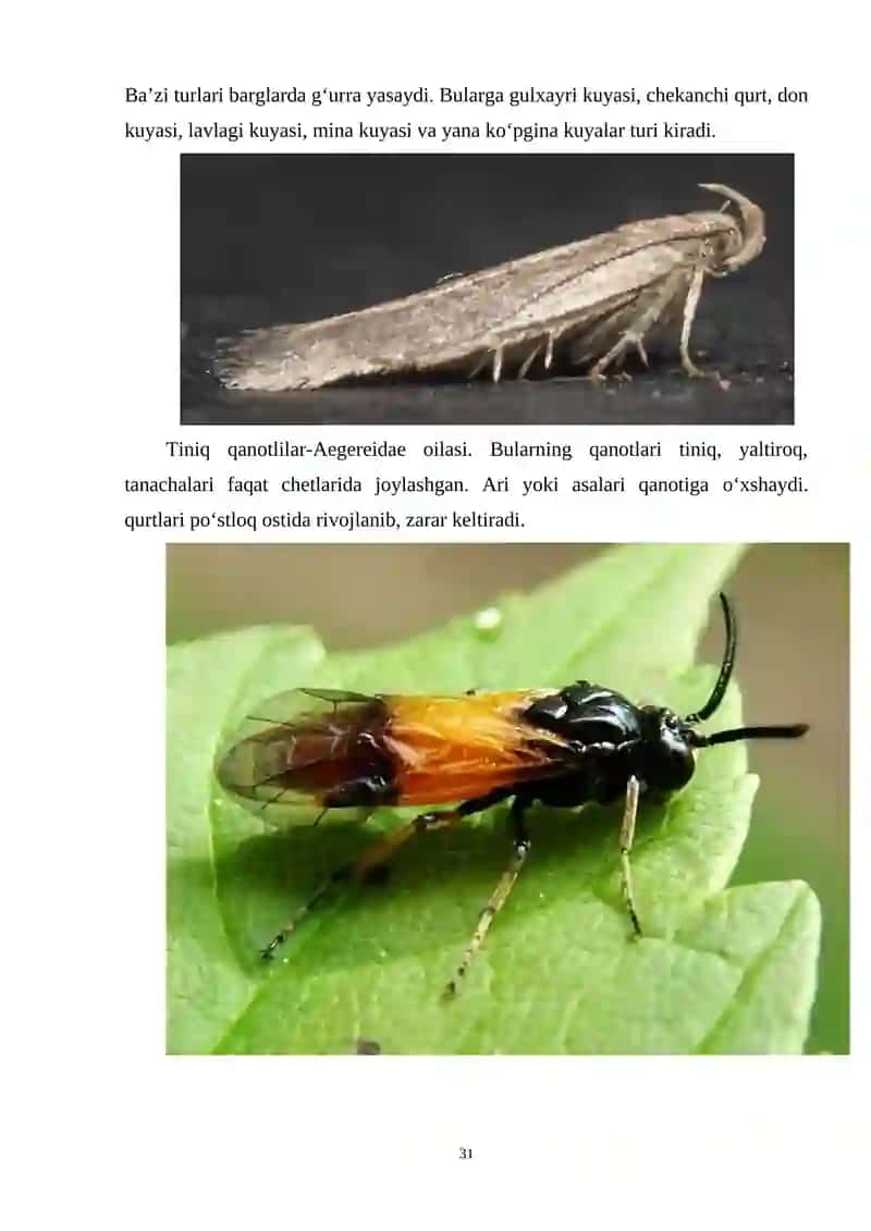Tangachaqanotlilar sistematikasi 3